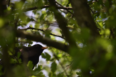 Blackbird hiding in leaves